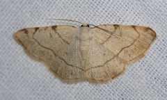 Stegania trimaculata