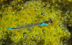 Erythromma viridulum