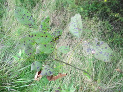 Ceratomia undulosa