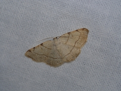 Stegania trimaculata
