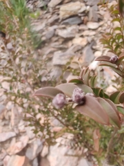 Myrtaceae