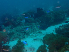 Pomacentrus coelestis