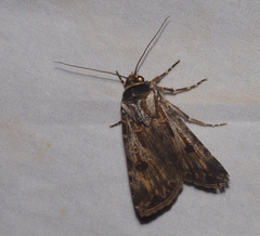 Agrotis