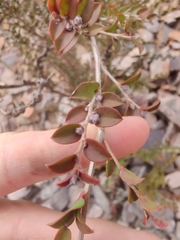 Myrtaceae