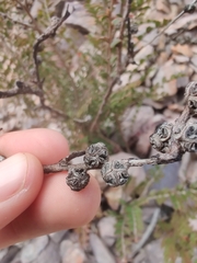 Myrtaceae