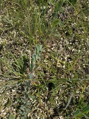Linum lanuginosum