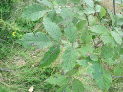 Ceratomia undulosa