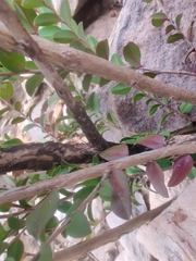 Myrtaceae