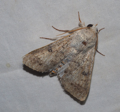 Pandesma