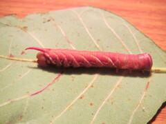 Ceratomia undulosa