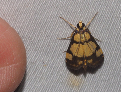 Deuterarcha xanthomela