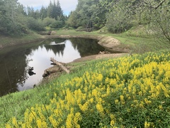 Lysimachia terrestris