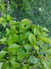 Carpinus orientalis