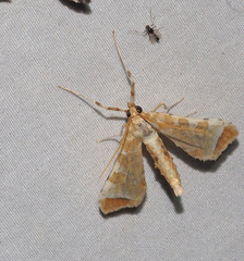 Leucinodes cordalis