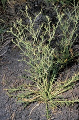 Lepidium aschersonii