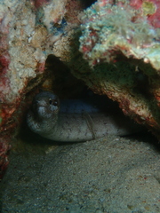 Gymnothorax zonipectis