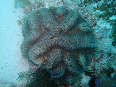 Lobophyllia flabelliformis