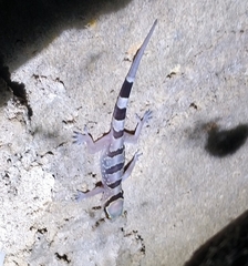 Hemidactylus eniangii