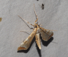 Leucinodes cordalis