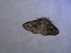 Cleorodes lichenaria