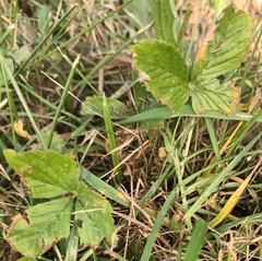 Fragaria moschata