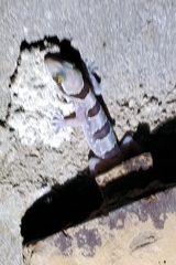 Hemidactylus eniangii