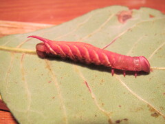 Ceratomia undulosa