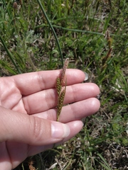 Carex flacca serrulata