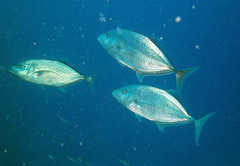 Flavocaranx bajad