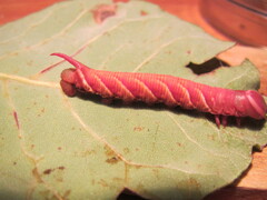 Ceratomia undulosa