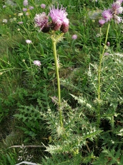 Cirsium alsophilum