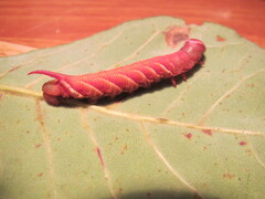 Ceratomia undulosa