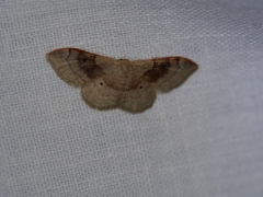 Idaea degeneraria