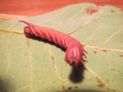 Ceratomia undulosa