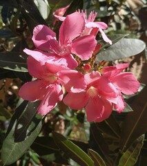 Nerium oleander