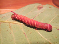 Ceratomia undulosa