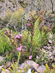 Boronia crenulata