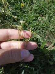 Cerastium pumilum