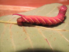 Ceratomia undulosa