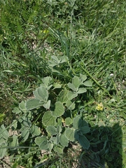 Marrubium peregrinum