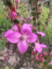Boronia crenulata
