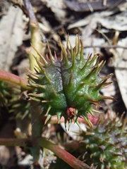 Ricinus communis