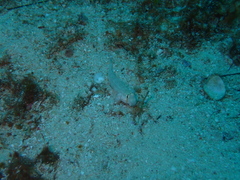 Gnatholepis cauerensis