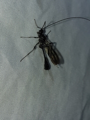 Pelecinus polyturator