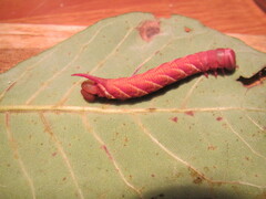 Ceratomia undulosa