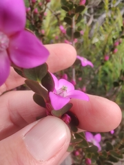 Boronia crenulata