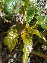 Ricinus communis