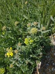 Erysimum cuspidatum