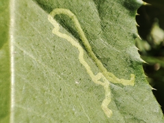 Phytomyza spinaciae