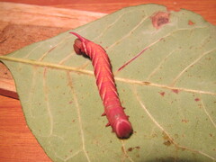 Ceratomia undulosa